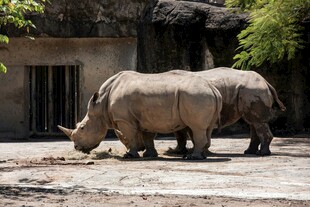 动物园中的两只犀牛