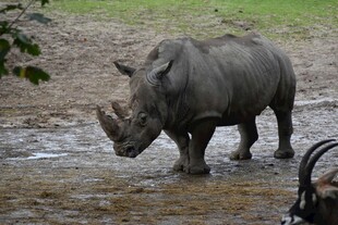 野外站立的独角犀牛
