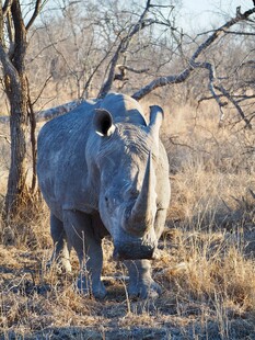 草原上的独行犀牛