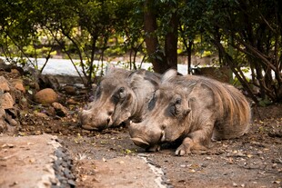 两只犀牛休憩于林地间