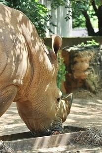 犀牛低头饮水场景