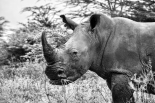 草原上的独角犀牛