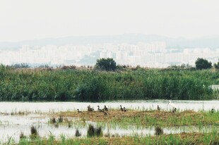 湿地鸟类栖息景观