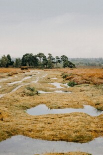 湿地风光 枯黄草地与水域