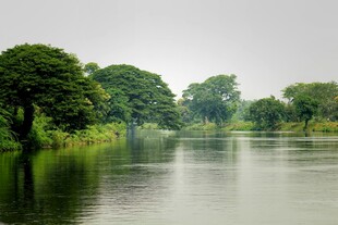 宁静河畔绿树成荫美景