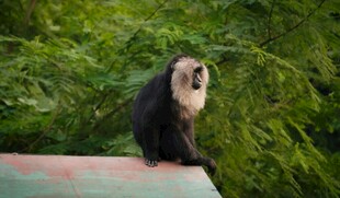 白脸僧面猴坐于绿植旁
