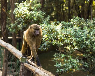 猴子立于木栏眺望树林