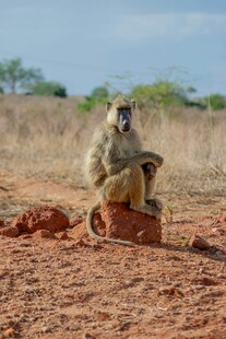 草原上独坐的狒狒