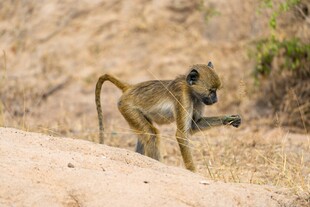 沙漠中行走的猴子