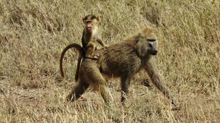 草原上的狒狒母子同行