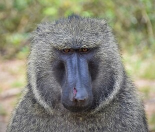 狒狒特写