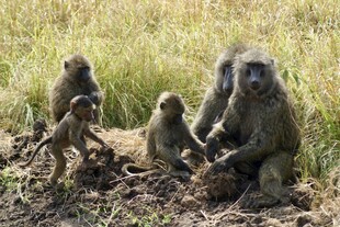 草原上的狒狒家族