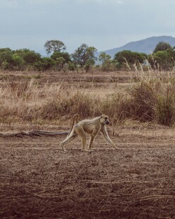 草原上独行的野生狒狒