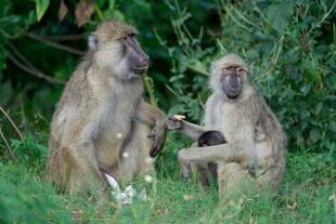 草地上的两只猴子