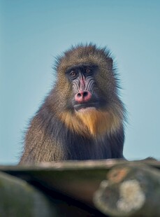 表情独特的狒狒