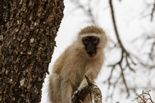 树上的白头叶猴
