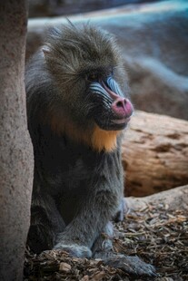 山魈独坐 尽显独特神态
