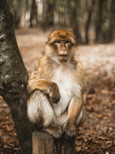 坐在树旁的猴子