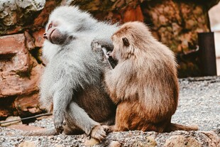 两只猴子亲昵互动场景