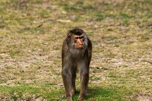 野外行走的猴子