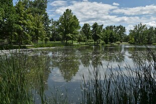 宁静湖畔的自然美景