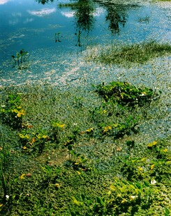 湖畔绿植与清澈湖水景观