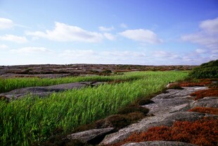 原野绿意盎然的美丽景致