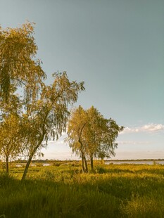 草原上的树木风景