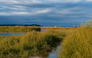 湿地风光 水草与远天景色
