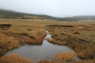 湿地景观中的蜿蜒小溪