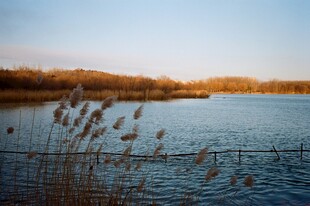 湖畔芦苇映夕阳美景