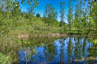宁静湖畔绿树成荫美景