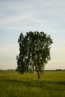 田野中孤独的茂盛大树