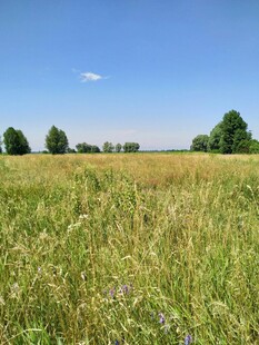 广袤绿野蓝天美景