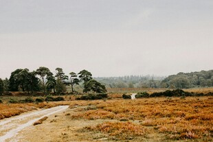 秋日旷野中的蜿蜒小路