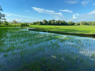 田园水田风光美景