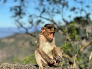 独坐枝头的猴子