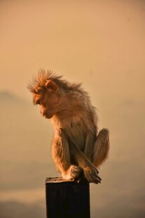 黄昏下独坐的猴子