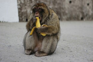 猴子坐地吃香蕉