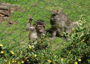 草地上的几只猴子
