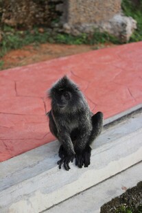 独坐台阶的黑猴