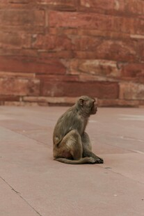 独坐地面的猴子