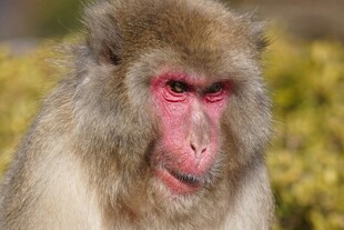 可爱的日本猕猴