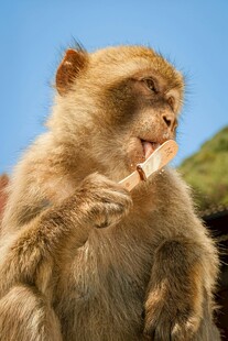 猴子惬意享用美食