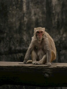 独坐的猴子