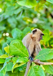 枝头猴子坐于翠绿叶片间