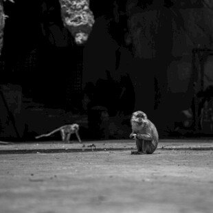 黑白画面中的两只猴子