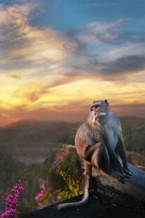 夕阳下的鹰俯瞰壮丽景色
