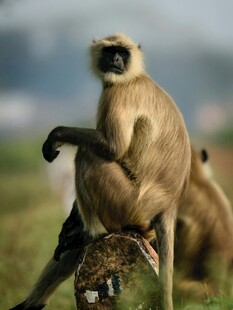 坐姿优雅的长尾叶猴