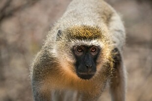 野外的猴子特写